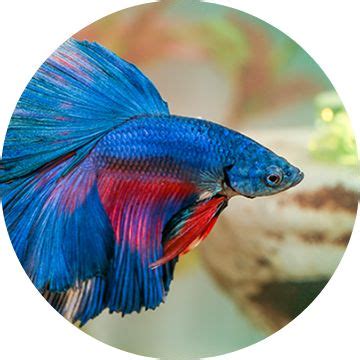 live fish petsmart|petsmart live fish for sale.